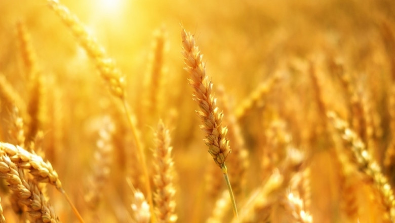 Европейският съюз внесе 28% повече зърно 