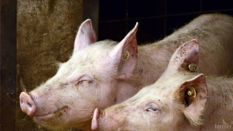 Втори случай на АЧС при домашни свине в Полша 