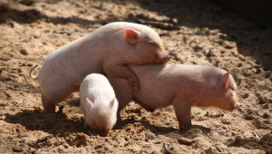 Великобритания увеличава вноса на свинско месо  - Agri.bg