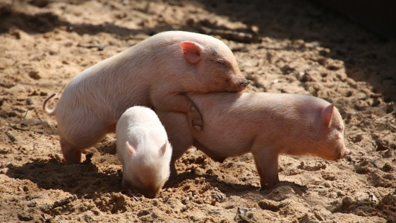 Великобритания увеличава вноса на свинско месо 
