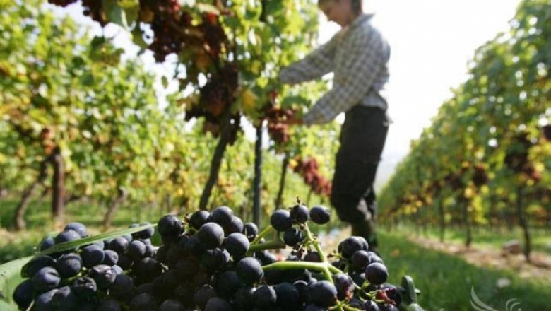 Започва прием по новата мярка за инвестиции от лозаро-винарската програма