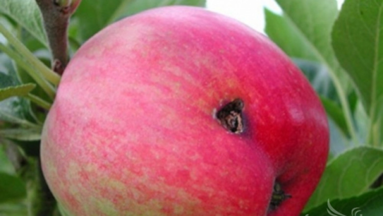 Агрономът съветва: Наблюдавайте за ябълков плодов червей