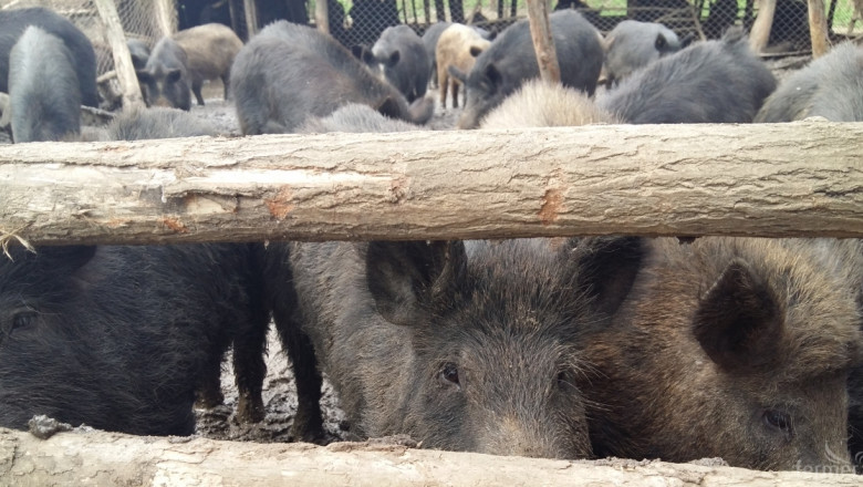 Разясняват мерките срещу чумата по свинете