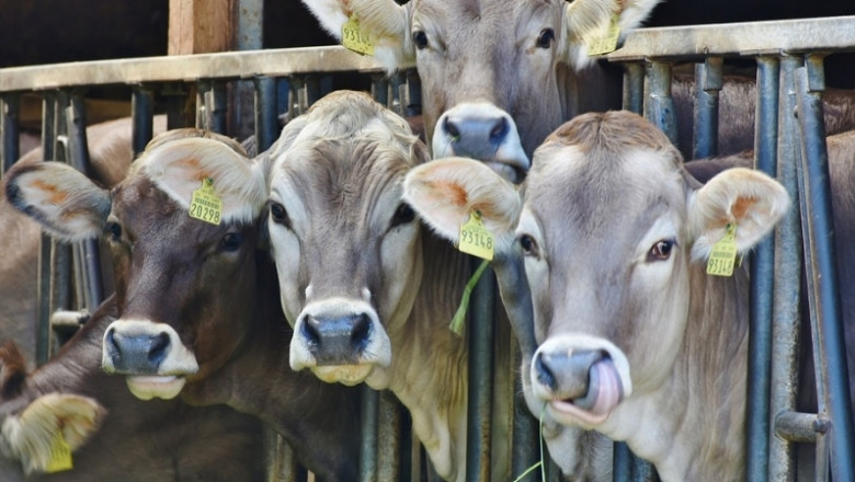 32 крави вече са доставени на първата в света плаваща млечна ферма