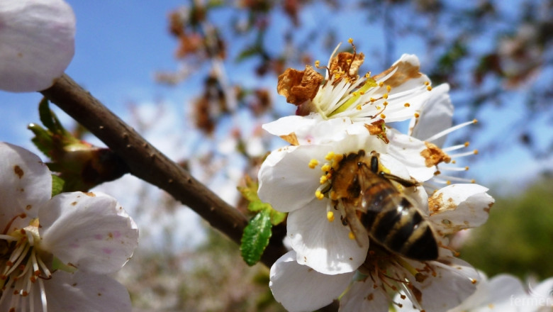 Доказано: Пчелите в Балчик са отровени с инсектициди и хербициди