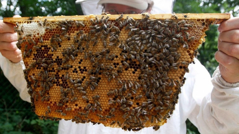 Различното пчеларство 