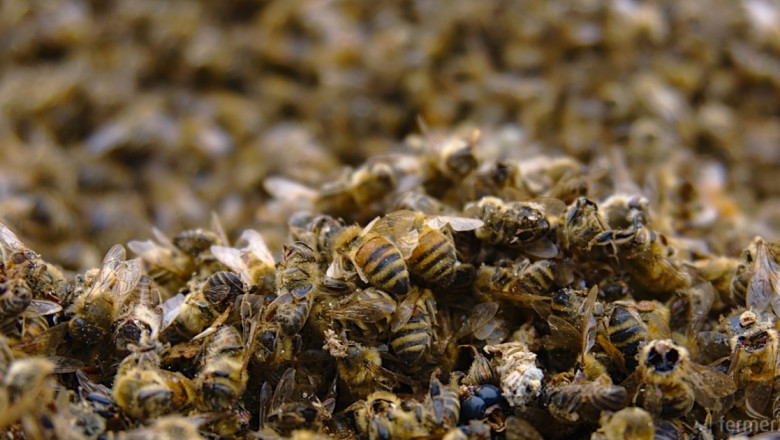 От парламента: Отравянето на пчели да се криминализира