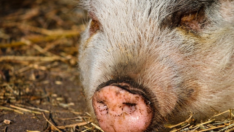 Холандските свиневъди ще получават държавна помощ за устойчиво развитие 