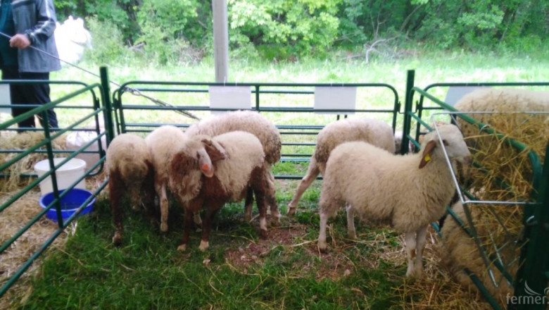 Помощ за по-висока производителност в овцевъдството
