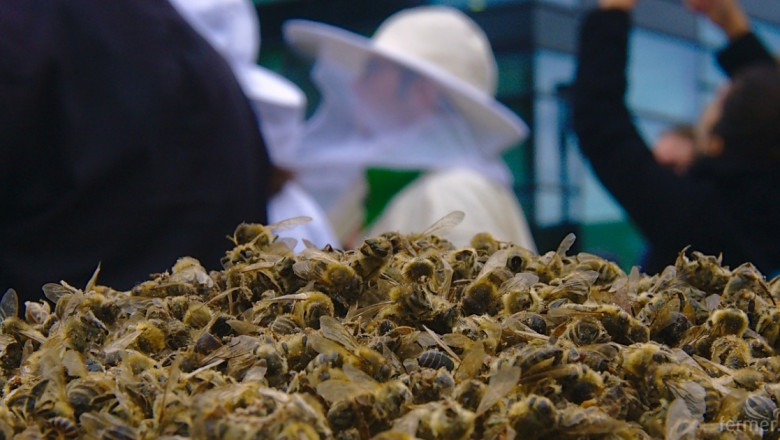 Сигналите за измрели пчели са от 10 области в страната 