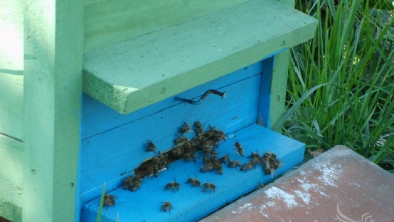 Засилен контрол и изследване на пчелните майки?