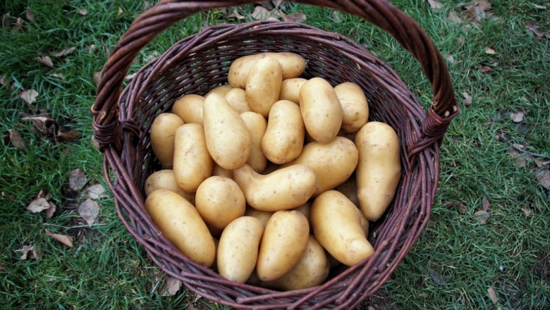 Сезонът на пресните картофи в Полша избърза 