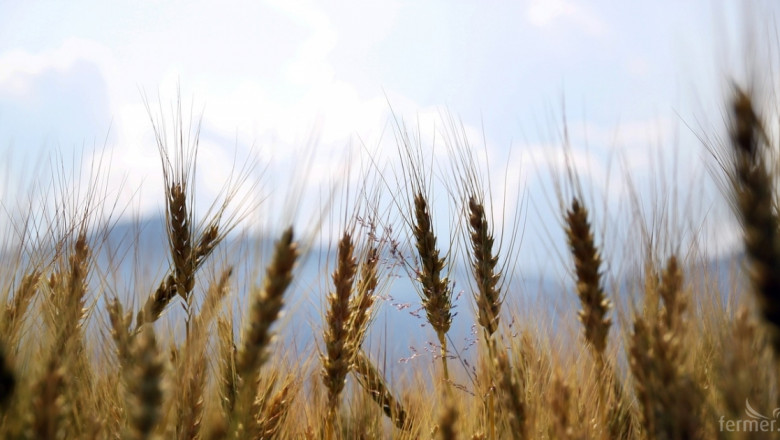 На борсите: Противоречиви цени на зърното