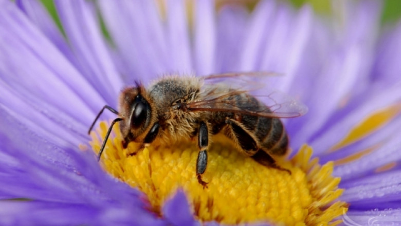 НАЗ настръхна срещу обвиненията за отровените пчели 