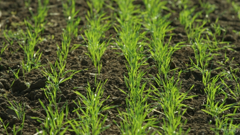 Австралия започна сеитбата на пшеница. Сушата продължава