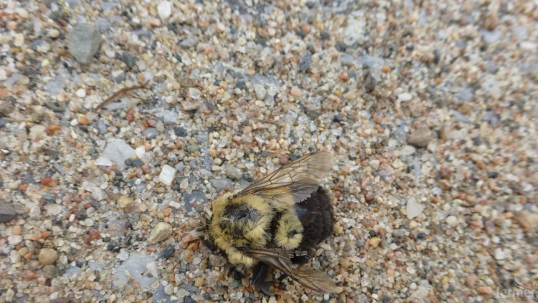 Според БАБХ няма масов мор по пчелите