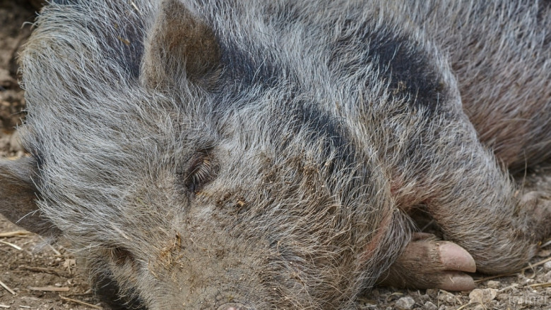Заплаха: Труп на диво прасе доплува до Силистра