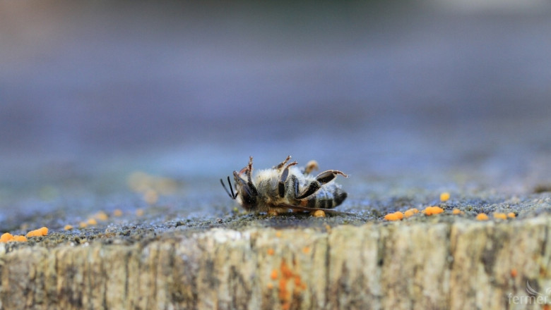 Пчелари се вдигат на протест срещу отравянията с пестициди