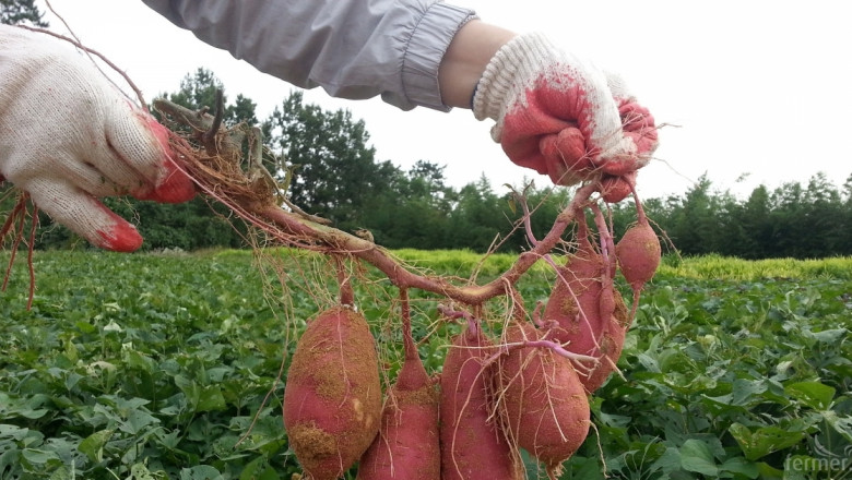 Сладки картофи растат по бреговете на Женевското езеро