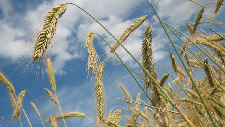 На борсите: Оптимизъм притиска надолу цените на зърното