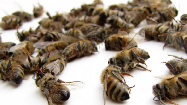 Пчели умират с шепи и в Плевенско