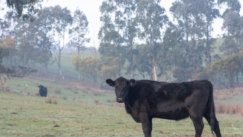 Фермери с месодайни крави под селекция, кандидатстват за de minimis