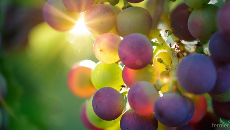 Окончателно: Едва 3% по-малко грозде за миналата година