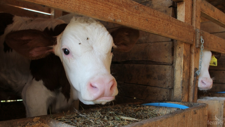 Нови огнища на туберкулоза при говедата в Европа