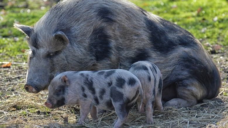 Британските свиневъди възроптаха срещу реклама на Amazon 