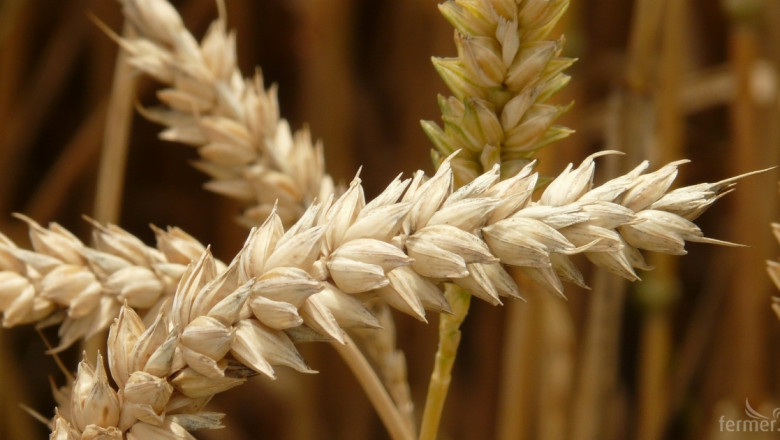 На борсите: Рязко поевтиняване на пшеницата