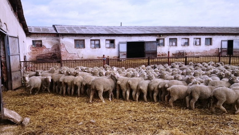 Овцевъди: Производството е нерентабилно