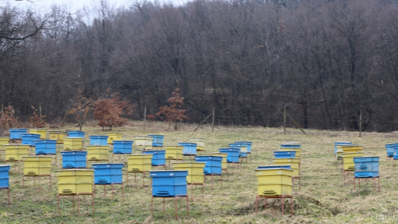 Кандидатите за кошери и отводки ще получат финансиране по пчеларската програма 