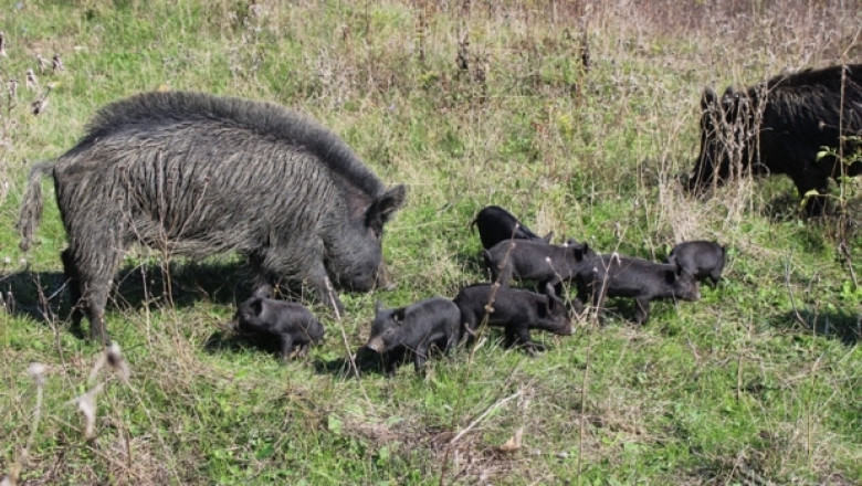 Порода в беда: Източнобалканската свиня е пред изчезване