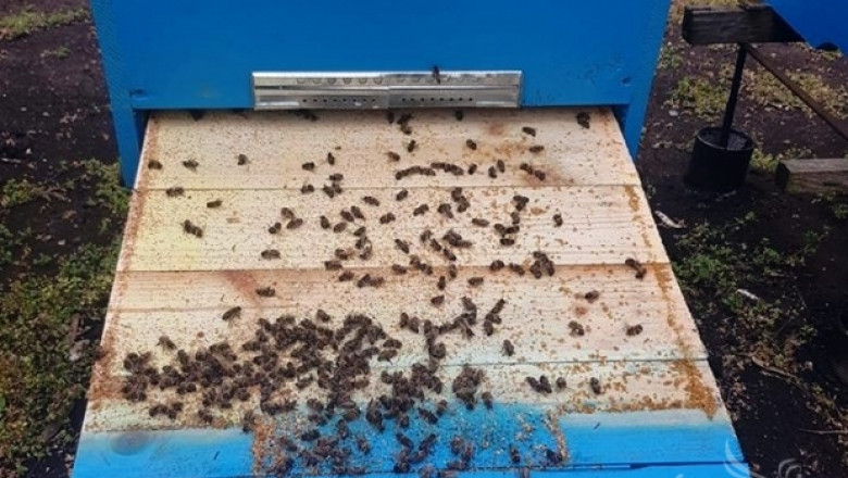 Натровиха пчелите в Добруджа