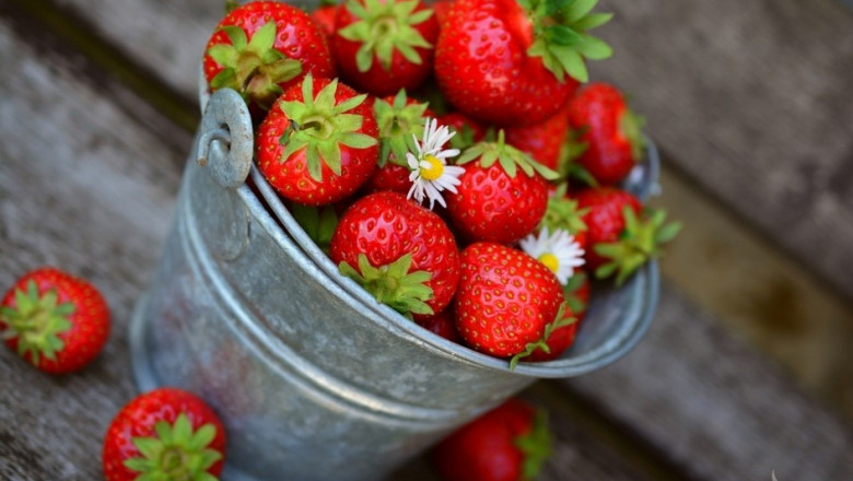 Френски подход: Вертикална хидропонична система за ягоди 