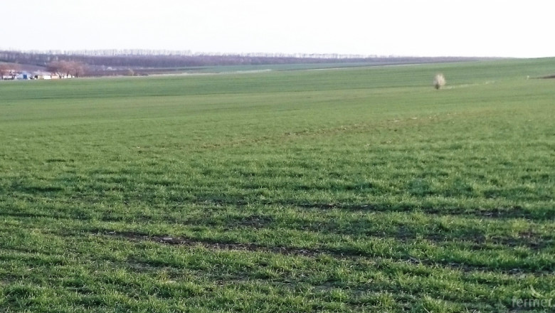 Окончателно: Разорават площи с пшеница в Добруджа