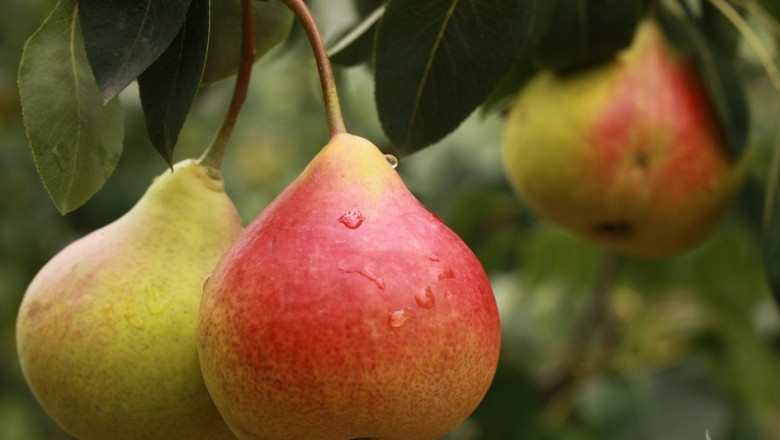 Европа иска по-малко ябълки и круши 