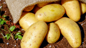 Увеличиха ставката на хектар за борба с вредителите по картофите - Agri.bg
