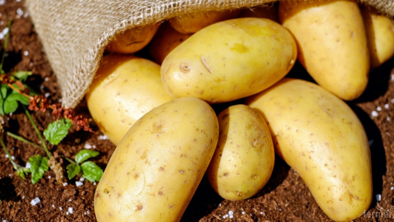 Увеличиха ставката на хектар за борба с вредителите по картофите