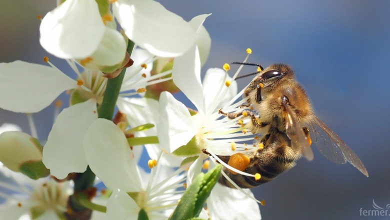 Сигнали за висока смъртност на пчелите в Смолянско