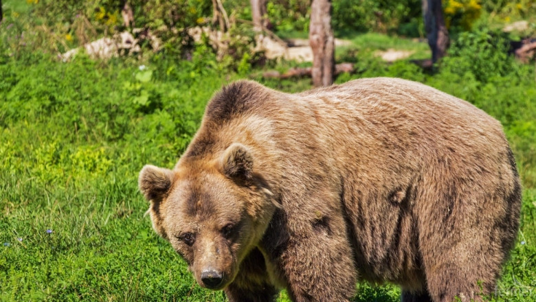 Стопани, пазете стадата и кошерите от мечки в Родопите