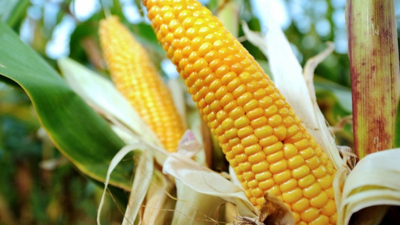 Защо фермер се отказва от царевицата?
