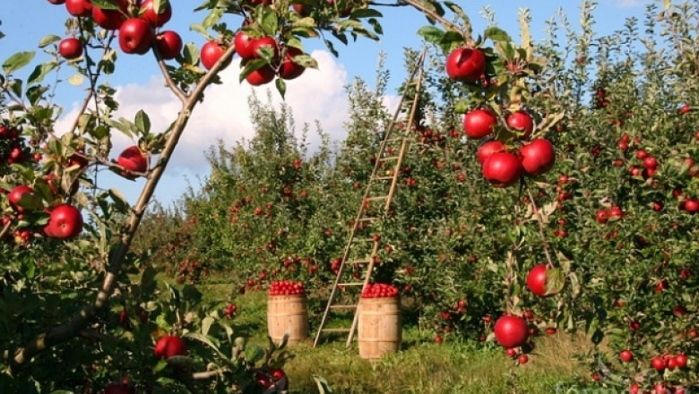 Резитби и плододаване на ябълкови насаждения 
