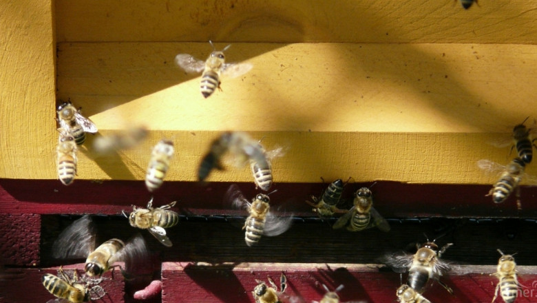 Внимание, пчелари, ще пръскат в района на Каварна