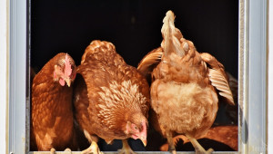 Върви ли нагоре производството на европейско птиче месо? - Agri.bg