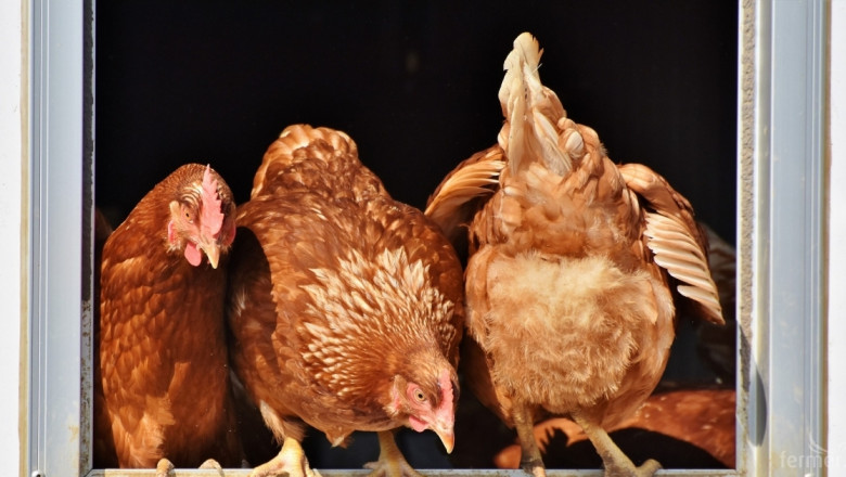 Върви ли нагоре производството на европейско птиче месо?