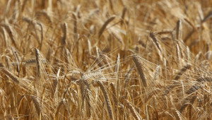 Предпазливо поскъпване на пшеницата по борсите - Agri.bg