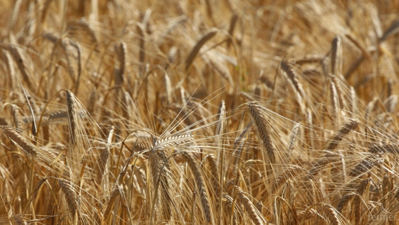 Предпазливо поскъпване на пшеницата по борсите