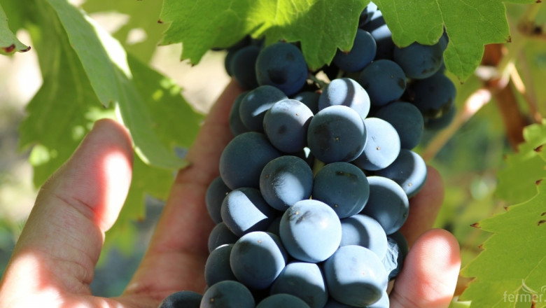 В десетката: Най-големите производители на грозде