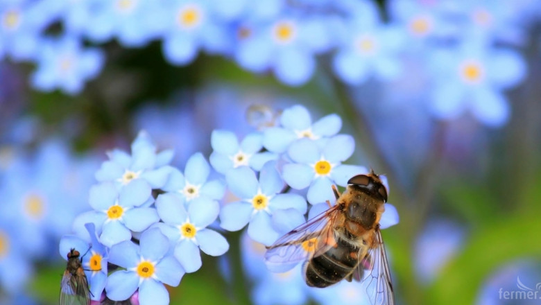Добра новина: Намалява смъртността при пчелите у нас